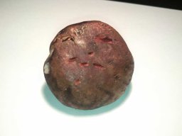 SchwarzblauenderRoehrling2